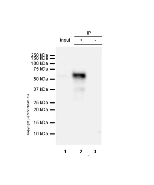 Immunoprecipitation - Anti-Smad2 (phospho S250) antibody [EPR26263-58] (BSA and Azide free) (AB300080)