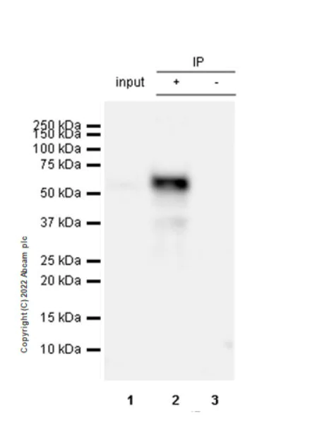 Immunoprecipitation - Anti-Smad2 (phospho S250) antibody [EPR26263-58] (BSA and Azide free) (AB300080)
