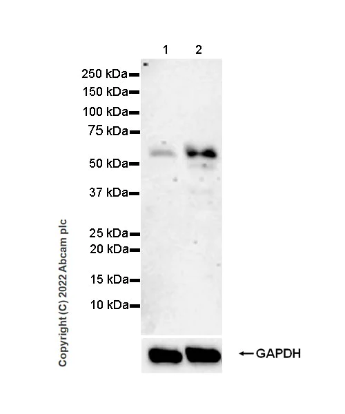 Western blot - Anti-Smad2 (phospho S250) antibody [EPR26263-58] (BSA and Azide free) (AB300080)
