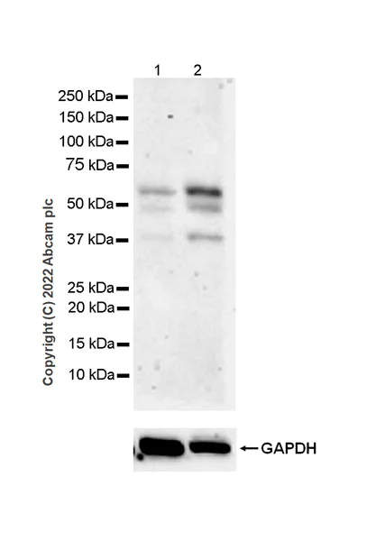 Western blot - Anti-Smad2 (phospho S250) antibody [EPR26263-58] (BSA and Azide free) (AB300080)