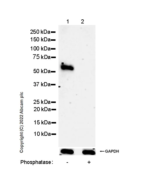 Western blot - Anti-Smad2 (phospho S250) antibody [EPR26263-58] (BSA and Azide free) (AB300080)