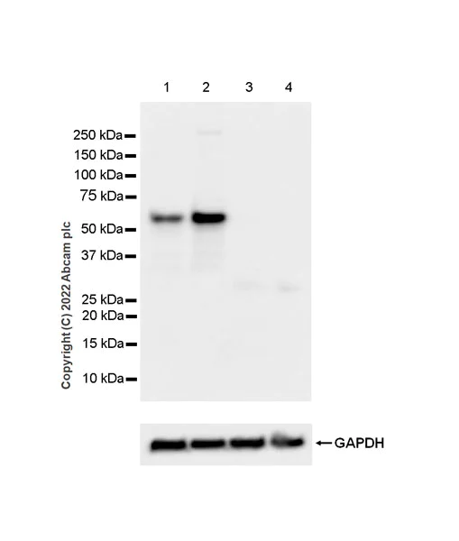 Western blot - Anti-Smad2 (phospho S250) antibody [EPR26263-58] (BSA and Azide free) (AB300080)
