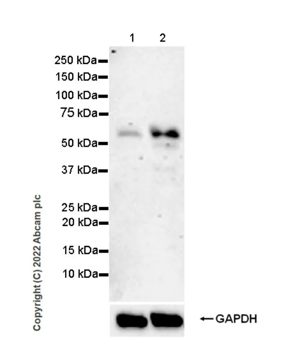 Western blot - Anti-Smad2 (phospho S250) antibody [EPR26263-58] (BSA and Azide free) (AB300080)