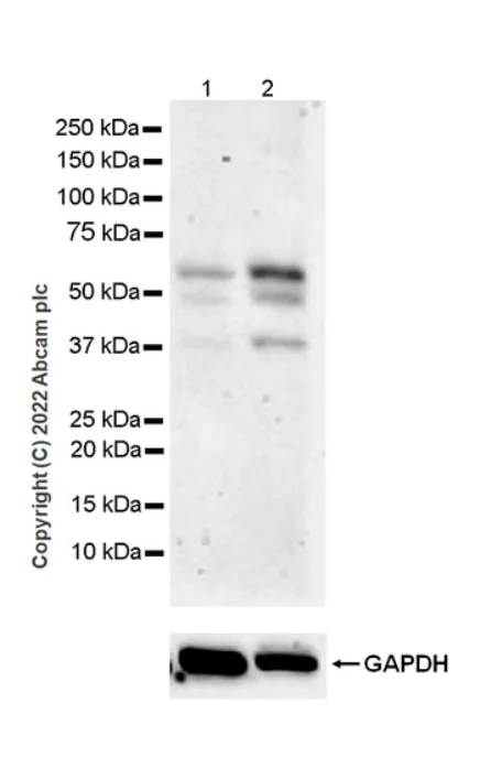 Western blot - Anti-Smad2 (phospho S250) antibody [EPR26263-58] (BSA and Azide free) (AB300080)