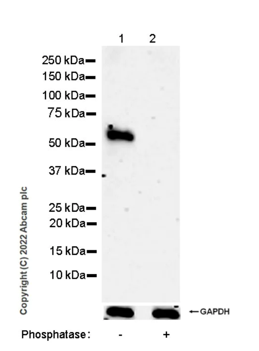 Western blot - Anti-Smad2 (phospho S250) antibody [EPR26263-58] (BSA and Azide free) (AB300080)