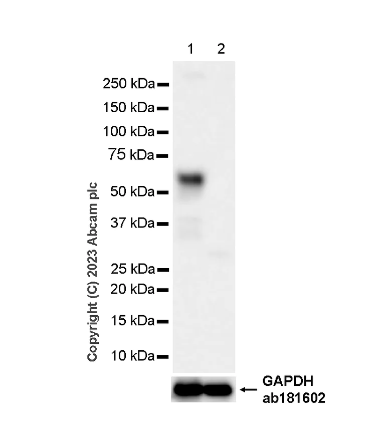 Western blot - Anti-Smad2 (phospho S250) antibody [EPR2855(2)] (AB184557)