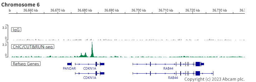 ChIC/CUT&RUN sequencing - Anti-Smad2 (phospho S255) antibody [EPR2856(N)] (AB188334)