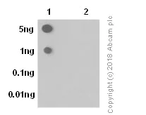 Dot Blot - Anti-Smad2 (phospho S255) antibody [EPR2856(N)] (AB188334)