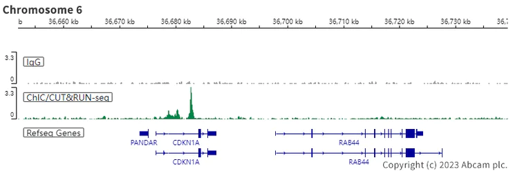 ChIC/CUT&RUN sequencing - Anti-Smad2 (phospho S255) antibody [EPR2856(N)] - BSA and Azide free (AB219598)