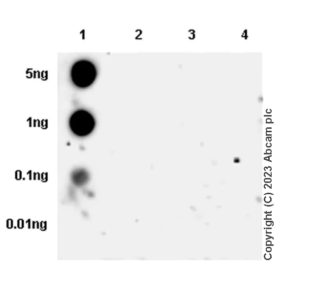Dot Blot - Anti-Smad2 (phospho S465 + S467) antibody [EPR28610-44] - BSA and Azide free (AB316118)