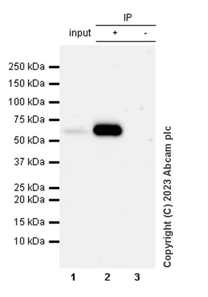 Immunoprecipitation - Anti-Smad2 (phospho S465 + S467) antibody [EPR28610-44] - BSA and Azide free (AB316118)