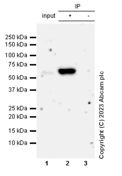 Immunoprecipitation - Anti-Smad2 (phospho S465 + S467) antibody [EPR28610-44] - BSA and Azide free (AB316118)
