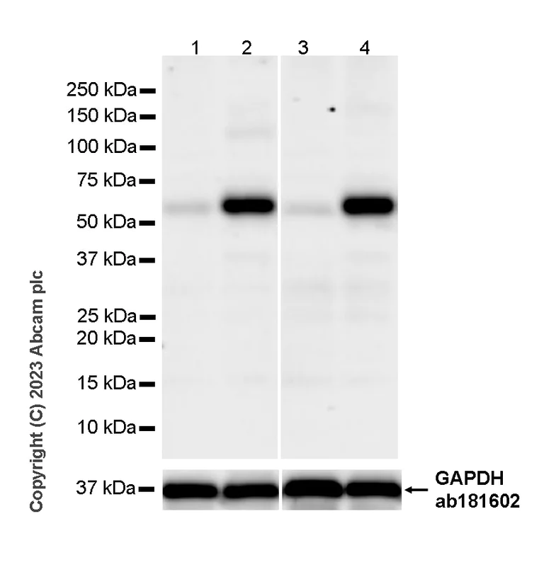 Western blot - Anti-Smad2 (phospho S465 + S467) antibody [EPR28610-44] - BSA and Azide free (AB316118)
