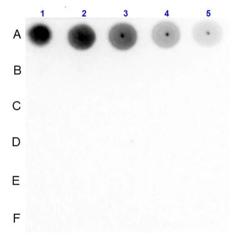 Dot Blot - Anti-Smad2 (phospho S467) antibody (AB235265)