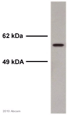 Anti-Smad2 (phospho S467) antibody