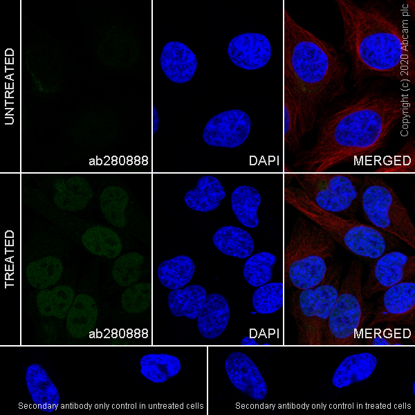 Immunocytochemistry/ Immunofluorescence - Anti-Smad2 (phospho S467) antibody [EPR23681-40] (ab280888), expandable thumbnail