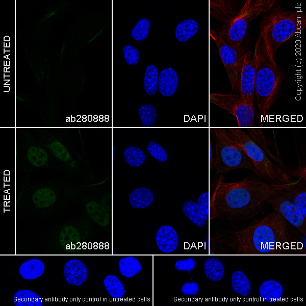 Immunocytochemistry/ Immunofluorescence - Anti-Smad2 (phospho S467) antibody [EPR23681-40] (ab280888), expandable thumbnail