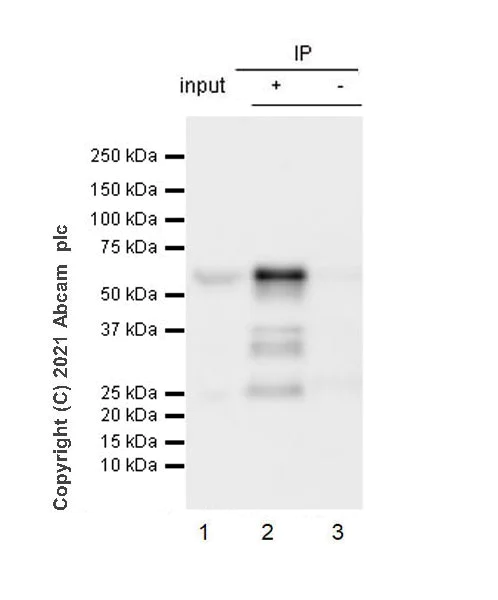 Immunoprecipitation - Anti-Smad2 (phospho S467) antibody [EPR23681-40] - BSA and Azide free (AB280897)