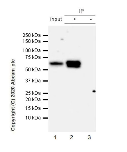 Immunoprecipitation - Anti-Smad2 (phospho T8) + Smad3 (phospho T8) antibody [EPR23682-64] (AB254407)
