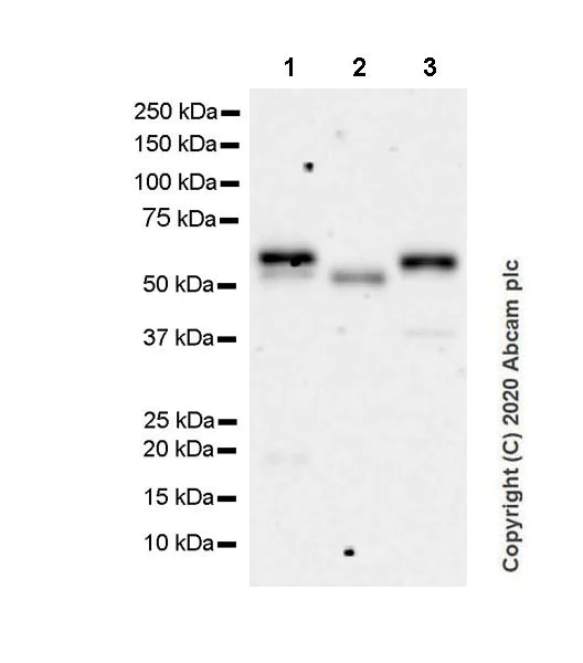 Western blot - Anti-Smad2 (phospho T8) + Smad3 (phospho T8) antibody [EPR23682-64] (AB254407)