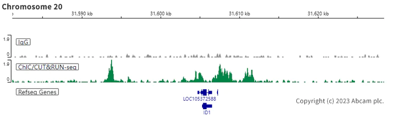 ChIC/CUT&RUN sequencing - Anti-Smad2 (phospho T8) + Smad3 (phospho T8) antibody [EPR23682-64] - BSA and Azide free (AB276140)