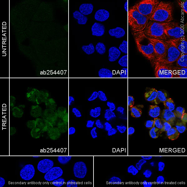 Immunocytochemistry/ Immunofluorescence - Anti-Smad2 (phospho T8) + Smad3 (phospho T8) antibody [EPR23682-64] - BSA and Azide free (AB276140)