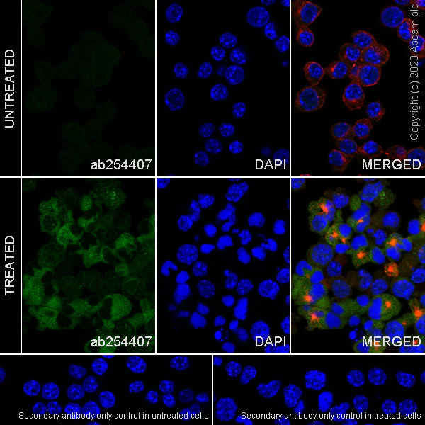 Immunocytochemistry/ Immunofluorescence - Anti-Smad2 (phospho T8) + Smad3 (phospho T8) antibody [EPR23682-64] - BSA and Azide free (AB276140)