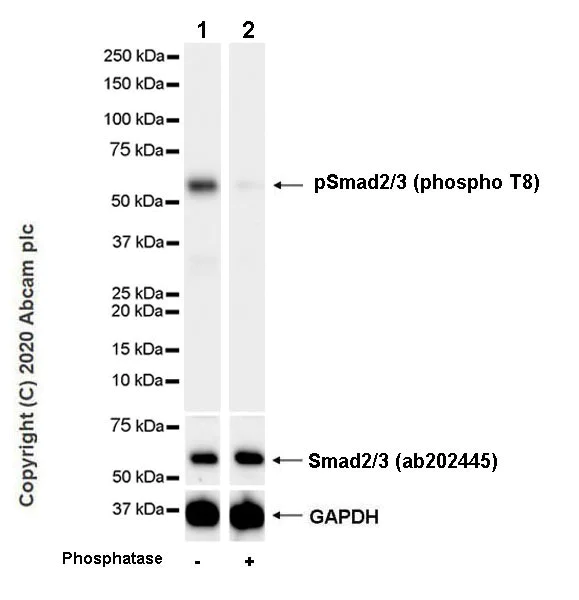 Western blot - Anti-Smad2 (phospho T8) + Smad3 (phospho T8) antibody [EPR23682-64] - BSA and Azide free (AB276140)