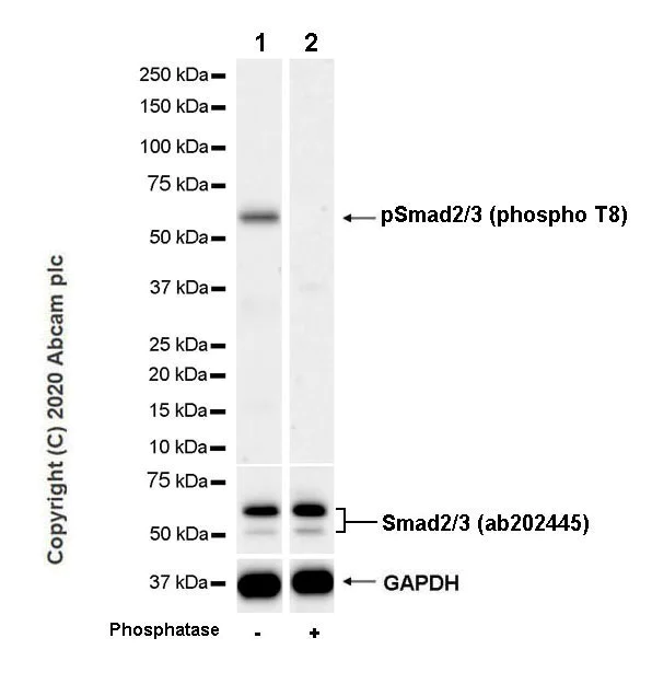 Western blot - Anti-Smad2 (phospho T8) + Smad3 (phospho T8) antibody [EPR23682-64] - BSA and Azide free (AB276140)