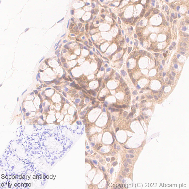 Immunohistochemistry - Anti-Smad2 + Smad3 antibody [18/Smad2/3] - BSA and Azide free (AB305326)