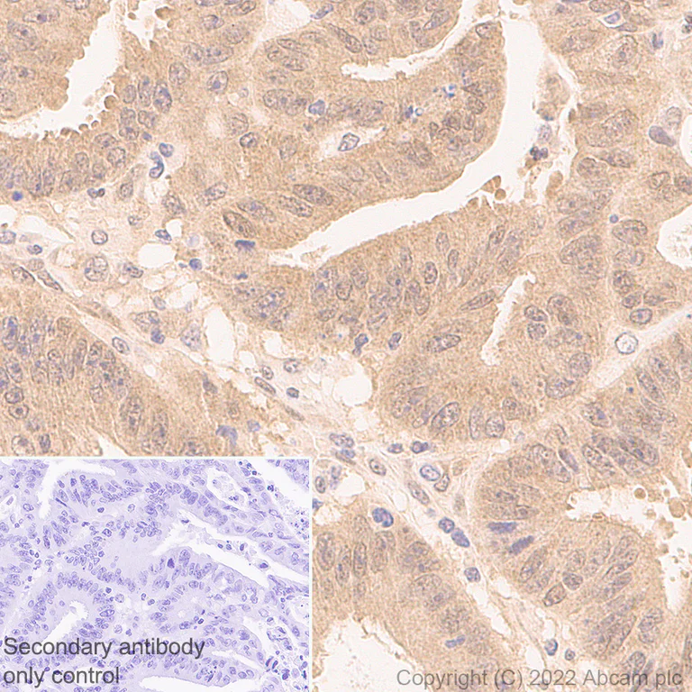 Immunohistochemistry - Anti-Smad2 + Smad3 antibody [18/Smad2/3] - BSA and Azide free (AB305326)
