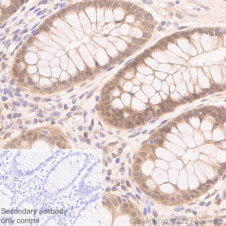 Immunohistochemistry - Anti-Smad2 + Smad3 antibody [18/Smad2/3] - BSA and Azide free (AB305326)