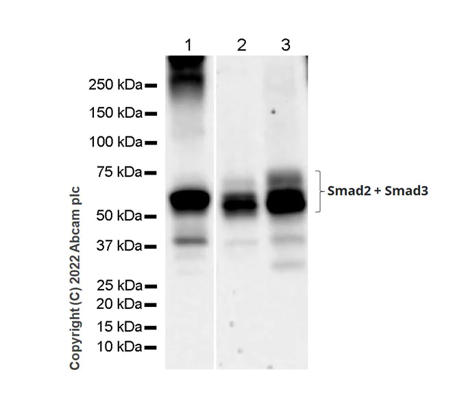 Western blot - Anti-Smad2 + Smad3 antibody [18/Smad2/3] - BSA and Azide free (AB305326)