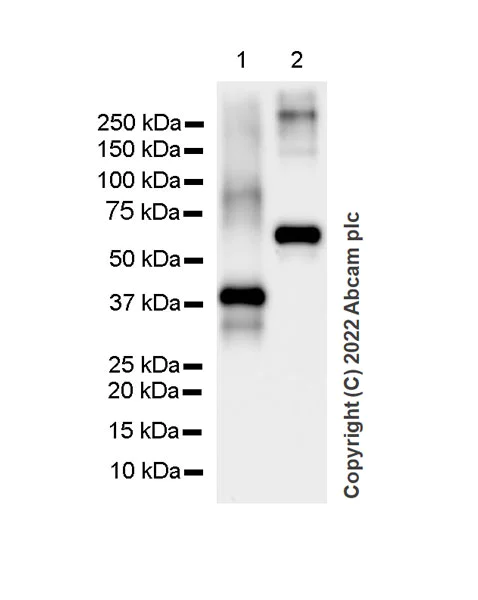 Western blot - Anti-Smad2 + Smad3 antibody [18/Smad2/3] - BSA and Azide free (AB305326)