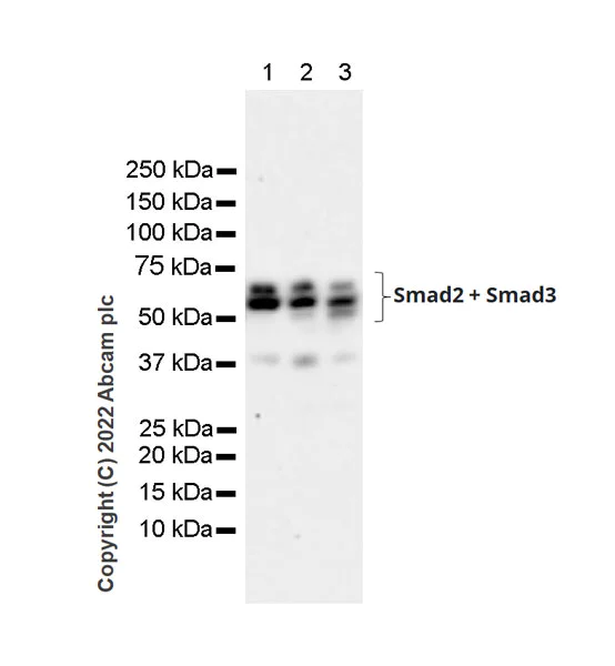 Western blot - Anti-Smad2 + Smad3 antibody [18/Smad2/3] - BSA and Azide free (AB305326)