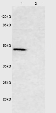 Western blot - Anti-Smad2 + Smad3 antibody (AB217553), expandable thumbnail