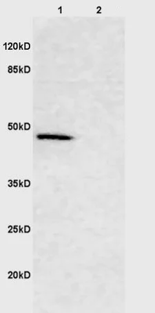 Western blot - Anti-Smad2 + Smad3 antibody (AB217553)