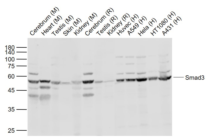 Western blot - Anti-Smad2 + Smad3 antibody (AB217553), expandable thumbnail