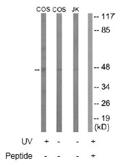 Western blot - Anti-Smad2 + Smad3 antibody (AB63672)