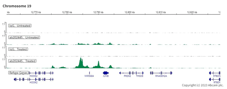 ChIC/CUT&RUN sequencing - Anti-Smad2 + Smad3 antibody [EPR19557-4] - BSA and Azide free (AB232326)