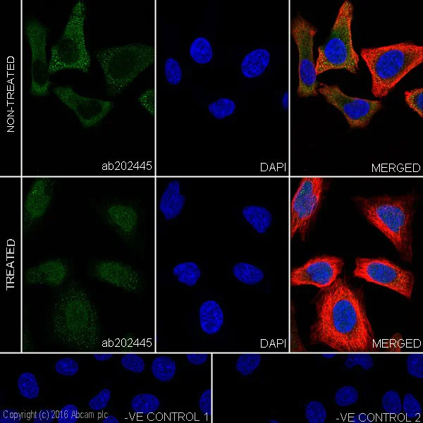 Immunocytochemistry/ Immunofluorescence - Anti-Smad2 + Smad3 antibody [EPR19557-4] - BSA and Azide free (AB232326)