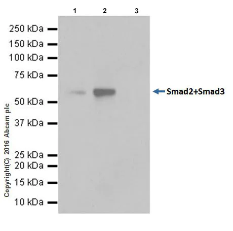 Immunoprecipitation - Anti-Smad2 + Smad3 antibody [EPR19557-4] - BSA and Azide free (AB232326)
