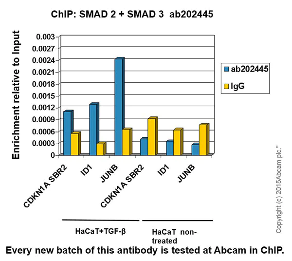 ChIP - Anti-Smad2 + Smad3 antibody [EPR19557-4] - ChIP Grade (AB202445)