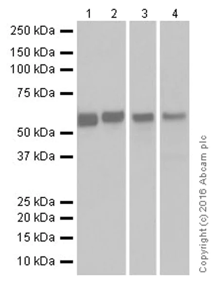 Western blot - Anti-Smad2 + Smad3 antibody [EPR19557-4] - ChIP Grade (AB202445)