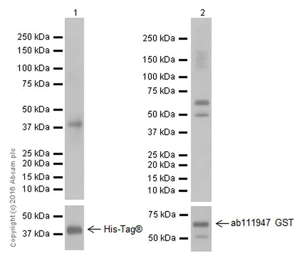 Western blot - Anti-Smad2 + Smad3 antibody [EPR19557-4] - ChIP Grade (AB202445)