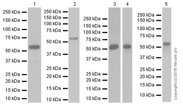 Western blot - Anti-Smad2 + Smad3 antibody [EPR19557-4] - ChIP Grade (AB202445)