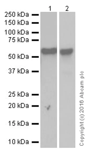 Western blot - Anti-Smad2 + Smad3 antibody [EPR19557-4] - ChIP Grade (AB202445)