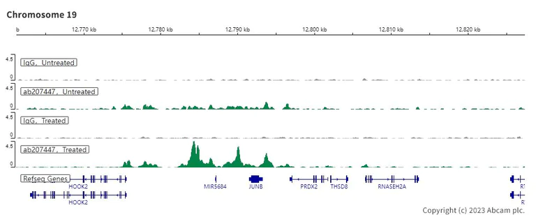 ChIC/CUT&RUN sequencing - Anti-Smad2 + Smad3 antibody [EPR19557] - BSA and Azide free (AB236030)