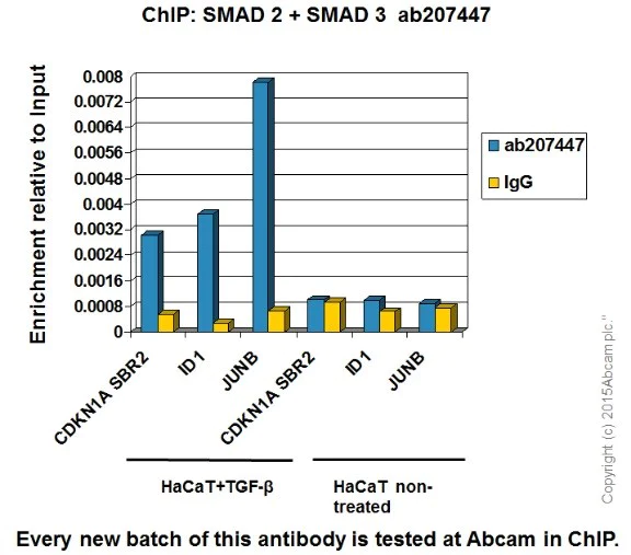 ChIP - Anti-Smad2 + Smad3 antibody [EPR19557] - BSA and Azide free (AB236030)