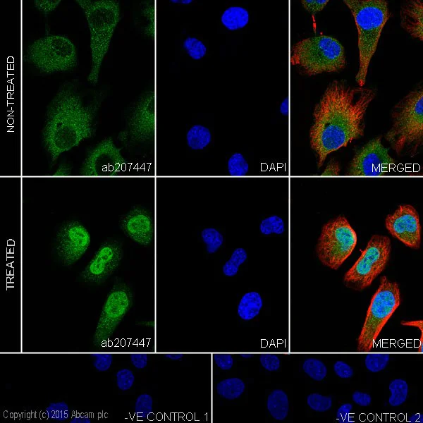 Immunocytochemistry/ Immunofluorescence - Anti-Smad2 + Smad3 antibody [EPR19557] - BSA and Azide free (AB236030)